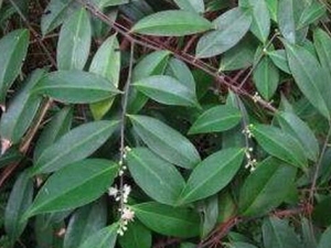 ϸ֦�ڵĹ�Ч������