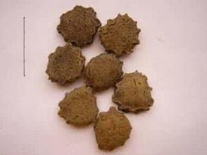 ľ���ӵĹ�Ч�����ü�����Ӧ��