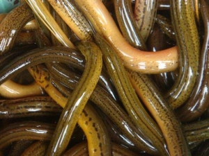 ������Ӫ����ֵ ������ʳ�÷���