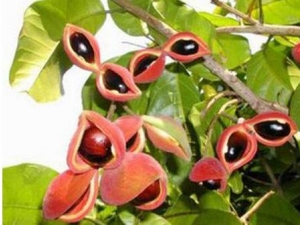 ���۹����Ĺ�Ч������ ��θ����