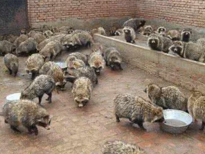 ����Ĺ�Ч������ �����ʳ�÷���