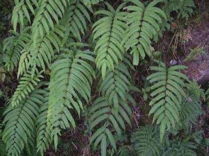 ��ɫ����ާ�Ĺ�Ч������ ���Ƚⶾ ����ֹѪ