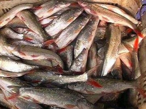 ��β���ҵ�Ӫ����ֵ ��β���ҵ�ʳ�÷���