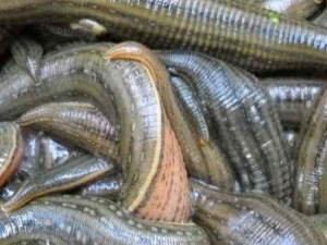 ˮ�εĹ�Ч�����ü�����