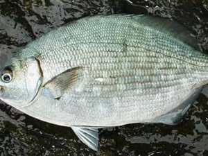 �������Ӫ����ֵ �������ʳ�÷���