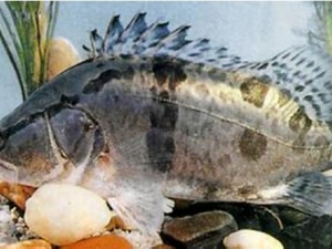 �����Ӫ����ֵ �����ʳ�÷���