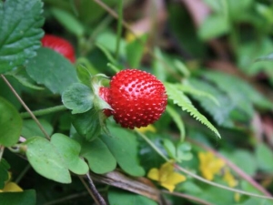 �������Ĺ�Ч������ �ⶾ�ƴ� ��Ѫֹʹ