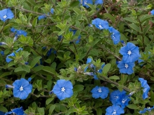 ������Ĺ�Ч������