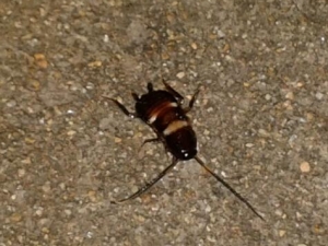 С�ڳ涣ҧ����ǳ�����ô�� ���ֹ��