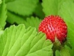 ��צ���Ĺ�Ч������ ��צ���ĸ���