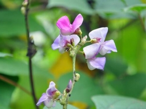 С���ݸ��Ĺ�Ч������ ��Ѫ����