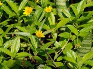 �����Ĺ�Ч������ �����ĸ���