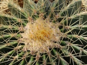 �󴩰�ҩ���� �󴩰�ҩ��Ч �󴩰�ҩ��������