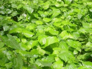 ���X�Ĺ�Ч������ ���X���β��鷽