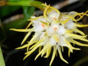 ��Ҷ�ܻ���_��Ҷ�ܻ����Ĺ�Ч|�÷�����