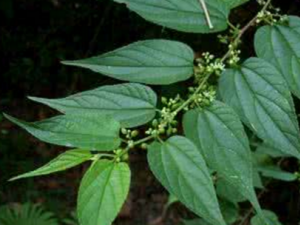 ��Ҷɽ����_��Ҷɽ������÷�|��������