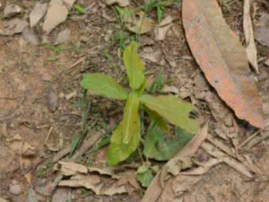 ��Ҷ�Ͷ�_��Ҷ�Ͷ��Ĺ�Ч|�÷�����