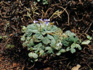 ����ɢ�Ĺ�Ч ����ɢ���÷�