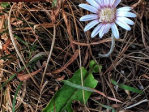 �����󶡲�_�����󶡲ݵĹ�Ч|����|��������