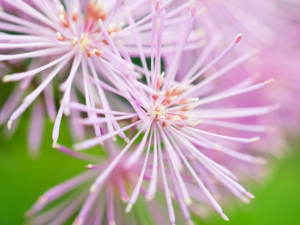 ��ɽ���ɲ�_��ɽ���ɲݵĹ�Ч|��������