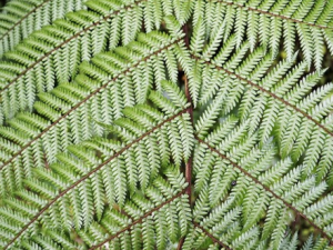 ��������ާ_��������ާ�Ĺ�Ч|�÷�����