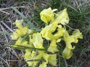 �����β�Ĺ�Ч������ �������Ƚⶾ