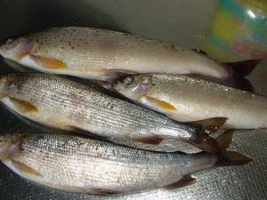 ϸ�����Ӫ����ֵ ϸ�����ʳ�÷���