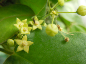 ���������_��������ٵĹ�Ч|�÷�����