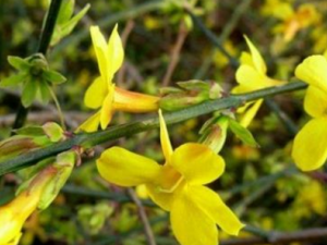 ����ܰ_����ܰ�Ĺ�Ч|�÷�����