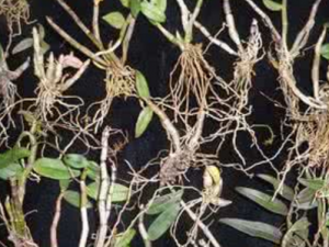 ��ν��_��ν�ݵĹ�Ч|��������