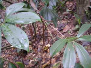 ��Ҷ���ʽ�_��Ҷ���ʽ��Ĺ�Ч|��������