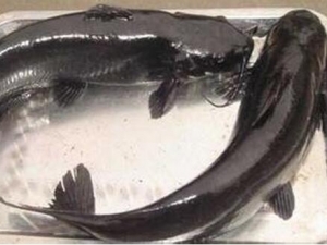 �t���Ӫ����ֵ �t���ʳ�÷���