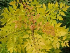 ����ƵĹ�Ч������ ��Ѫ���� ����ֹʹ