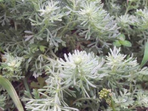 ��µļ�����ʳ�÷���