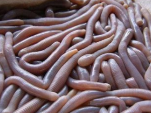 �����ǳ�_�����ǳ�Ĺ�Ч|��������