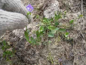 ��ĸ��_��ĸ�ݵĹ�Ч|�÷�����