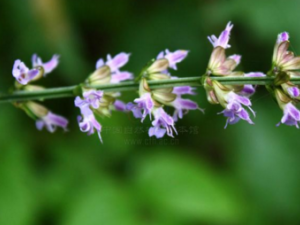 �ع���_�ع�����÷�|��������