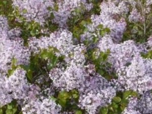 �ض�����_�ض�����Ĺ�Ч|�÷�����