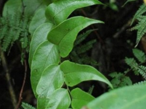 ����ͷҶ_����ͷҶ�Ĺ�Ч|�÷�����