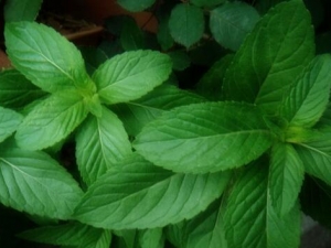 ����¶�Ĺ�Ч������