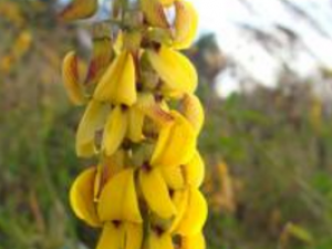 ������_������Ĺ�Ч|�÷�