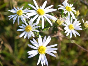 ���ۻ�_���ۻ��Ĺ�Ч|�÷�����