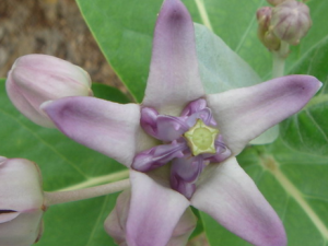 ���л�_���л��Ĺ�Ч|�÷�