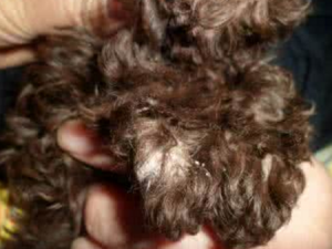 ��צ��Ƥ_��צ��Ƥ�Ĺ�Ч|�÷�����