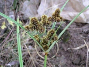 ��ҩɢ���� ��ҩɢ��Ч ��ҩɢ��������