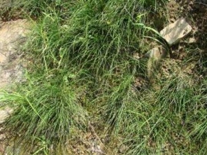 ��ľ���Ĺ�Ч������ ��ľ���ĸ���