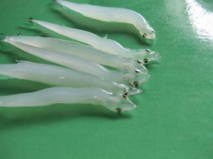 �����Ӫ����ֵ �����ʳ�÷���