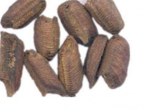 ɣ�ɢ���� ɣ�ɢ��Ч ɣ�ɢ��������