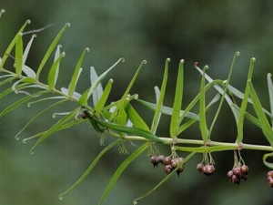 ��Ҷ�ƾ��Ĺ�Ч������