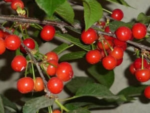 ӣ�ҵ�Ӫ����ֵ ӣ�ҵ�ʳ�÷���